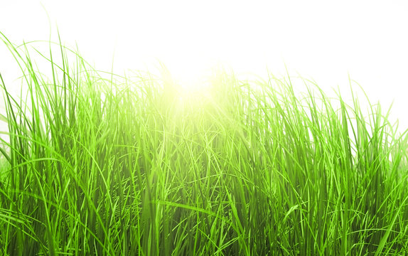 Green meadow grass in sunny day