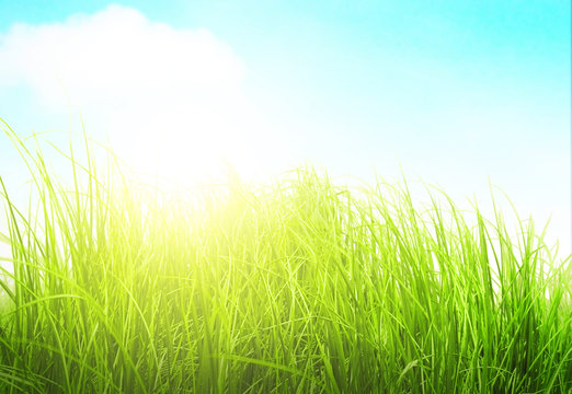 Green meadow grass in sunny day