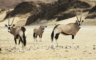 Oryx