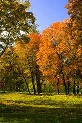 Fototapeta premium Autumn at the park