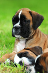 Boxerwelpen 114
