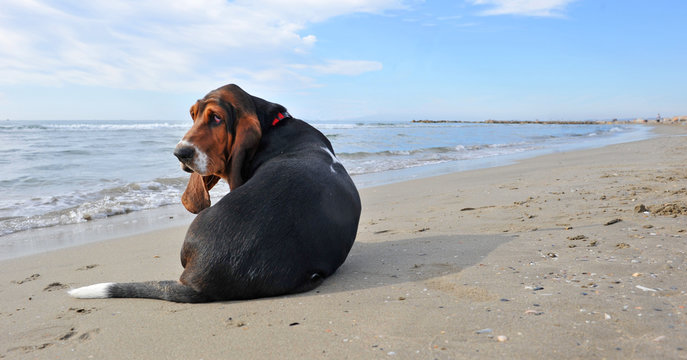 chiot basset triste