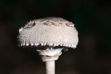 Parasol (Macrolepiota procera)