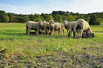 Biosphaerenreservat Bliesgau 10
