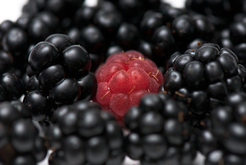 blackberry and raspberry