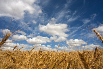 Fototapeta na wymiar Wheat field on a sunny day