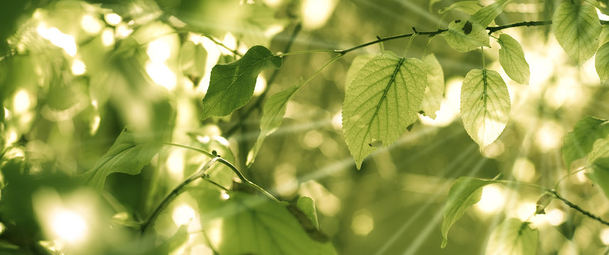 image de feuilles d'arbre et rayons du soleil au printemps