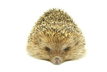 hedgehog