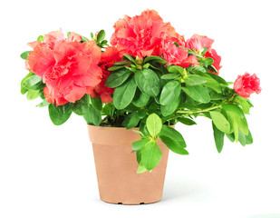 Flower in a flowerpot