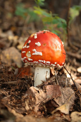 Fly agaric mushroom