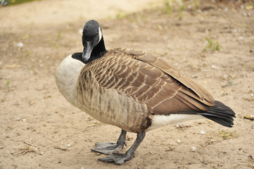 wild goose brant bird waterfowl