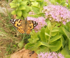 farfalla colorata