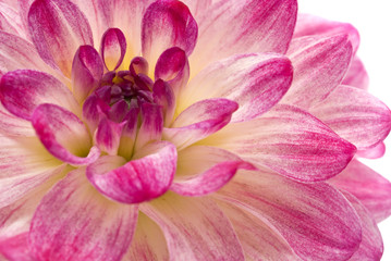 Pink dahlia (georgina) isolated