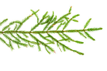 green fir branches on white