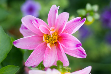 Obraz na płótnie Canvas Closeup of a beautiful peony flower .