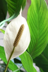 Houseplant - Spathiphyllum floribundum (Peace Lily)