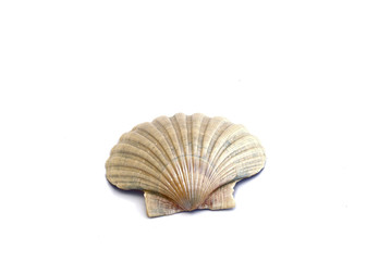 Ocean shell (Saint Jackob's) isolated on white.