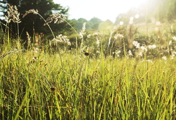 Meadow