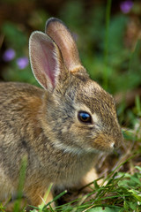 Wild Rabbitt