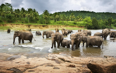 Naklejka na ściany i meble Stado azjatyckich słoni przejechać dużą rzekę