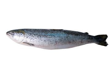 trout