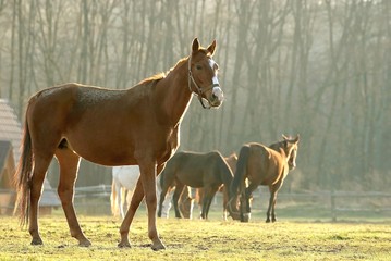 Portrait of a horse in a field in the light of the rising sun