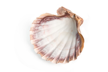 sea shell