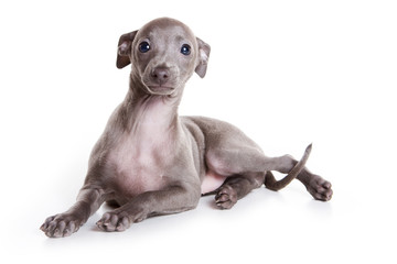 Italian greyhound puppy on white background