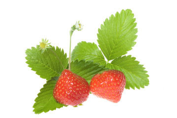 strawberries with leafs