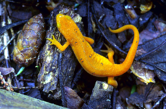red spot newt