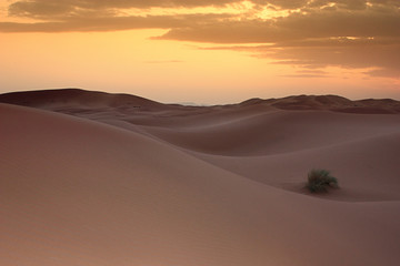 Fototapeta na wymiar Sahara na zachodzie słońca
