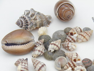 coquillage