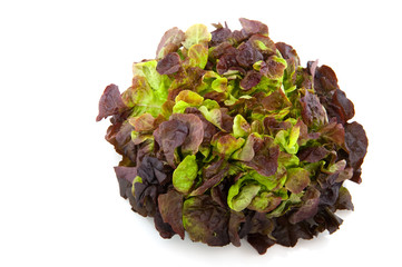 Oak lettuce