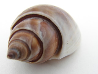 coquillage