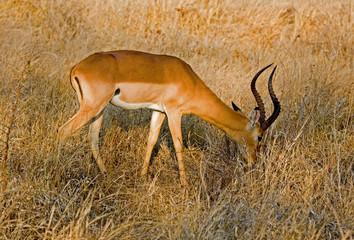 Impala in the wild in Africa