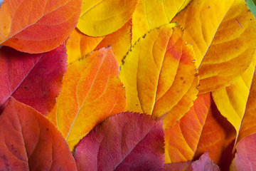 Naklejka na ściany i meble Yellow autumn leaves texture background