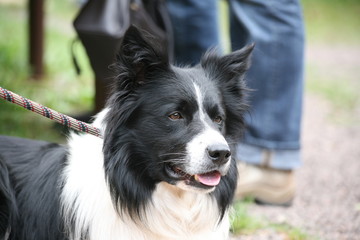 Border Collie