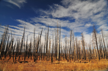Obraz premium Burned pine and birch trees in the forest and plains of Arizona