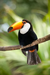 Zelfklevend Fotobehang Toco Toucan in deep forest vegetation © buteo