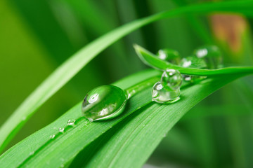 drops with green grass