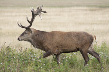 Red deer - Cervus elaphus