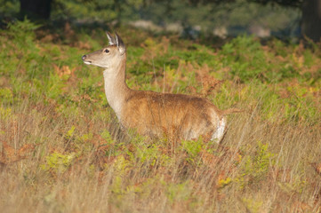 Red deer - Cervus elaphus