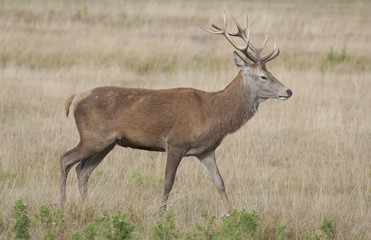 Red deer - Cervus elaphus