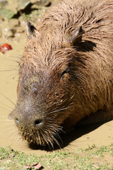 Wasserschwein im Schlammbad