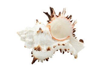 Beautiful seashell isolated over white