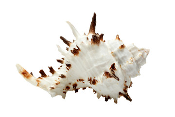 Beautiful seashell isolated over white