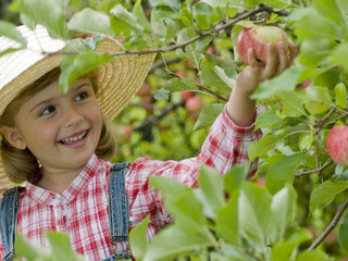 Apple harvests