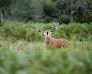 Red deer stag roaring during the rutting season