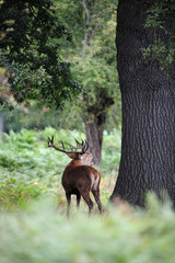 Red deer stag roaring during the rutting season