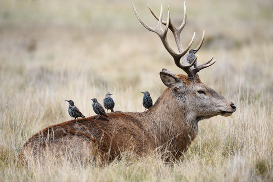 Fototapeta Starlings getting ready to eat on the back of a red deer stag
